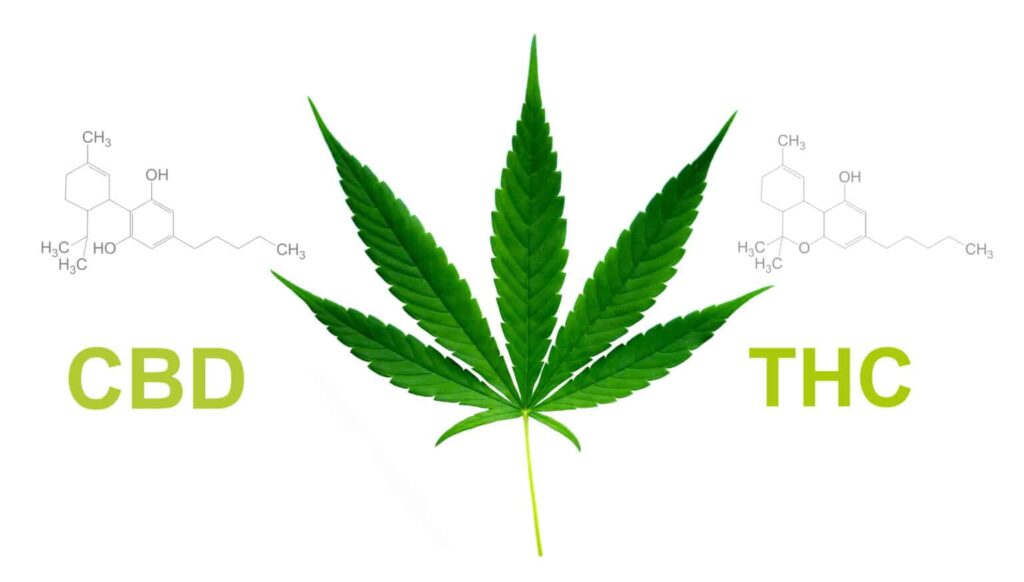 What’S The Difference between CBD and THC?